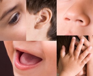 ויסות חושי ויסות חושי