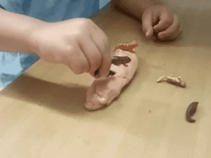 תרגול בויסות חושי , חוש המגע . תרגיל מספר 8